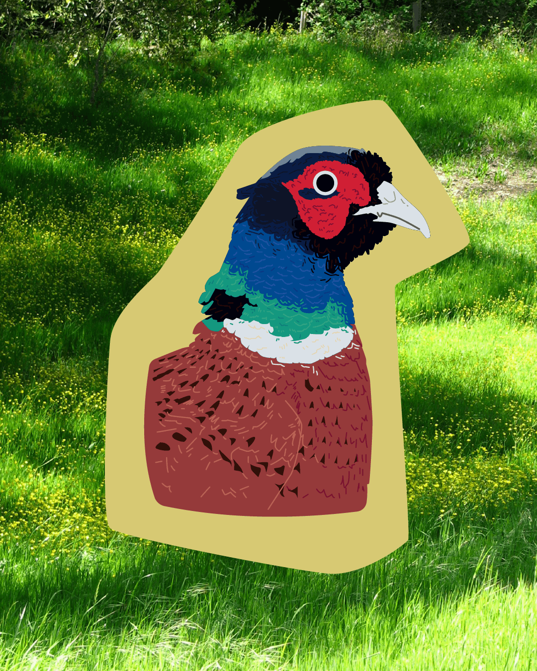 Ring-necked Pheasant Sticker