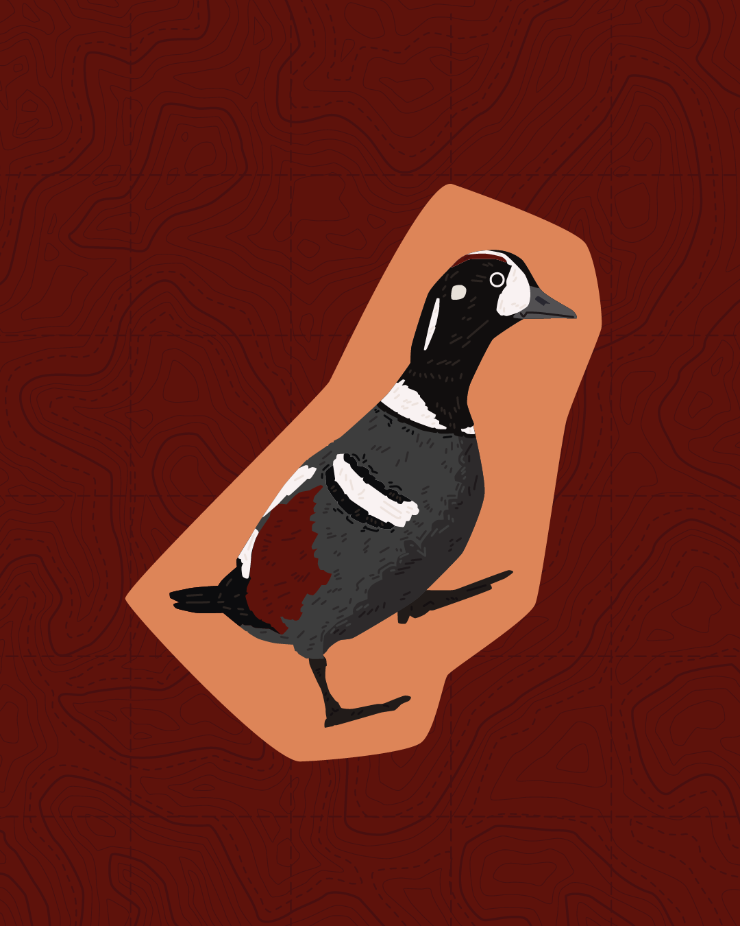 East Cost Waterbird Sticker Pack